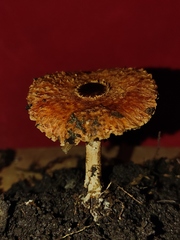Agaricineae