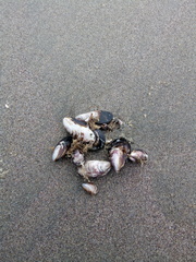 Semimytilus patagonicus