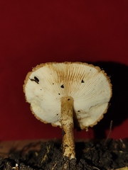 Agaricineae