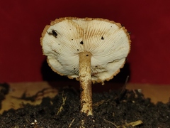 Agaricineae