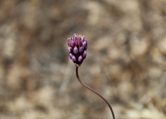 Allium pruinatum