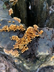 Fungi