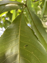 Caryomyia subulata