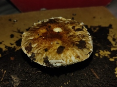 Agaricineae