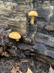 Fungi