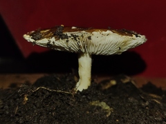 Agaricineae