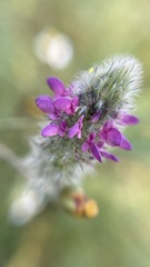 Dalea reclinata
