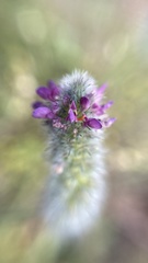Dalea reclinata