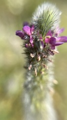 Dalea reclinata