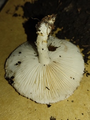 Agaricineae