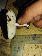 Agaricineae
