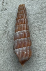 Image of Neoterebra larvaeformis