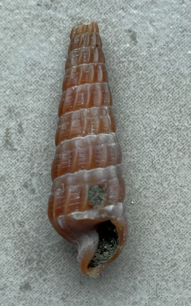 Neoterebra larvaeformis