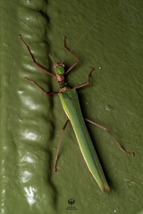 Calvisia virbius