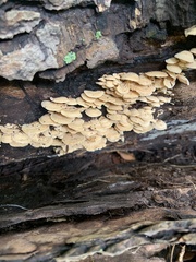 Fungi