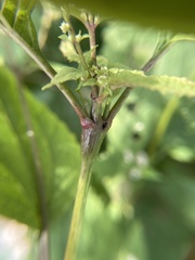 Neolasioptera eupatorii