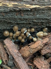 Fungi