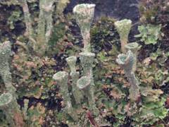 Cladonia pocillum