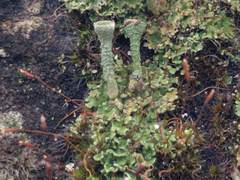 Cladonia pocillum