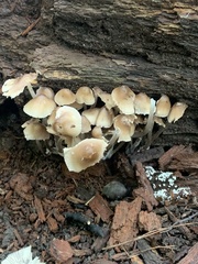 Fungi
