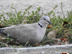 Streptopelia decaocto