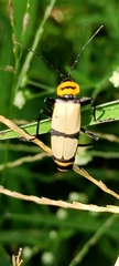 Chauliognathus nigrocinctus