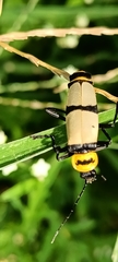 Chauliognathus nigrocinctus