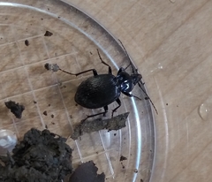 Sphaeroderus stenostomus lecontei