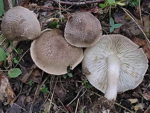 Tricholoma scalpturatum (Fr.) Quél.