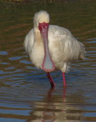 African Spoonbill photo 3