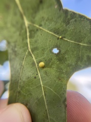 Zopheroteras hubbardi