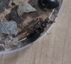 Patrobus longicornis