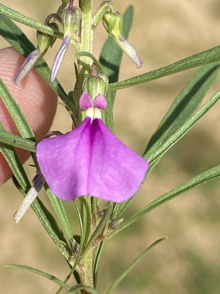 Pigea densifolia