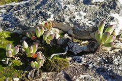 Curio crassulifolius