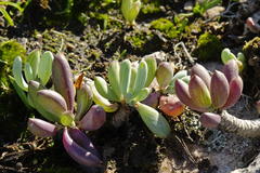 Curio crassulifolius