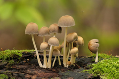 Fungi