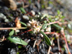 Polygonum minimum