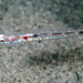 Ferrer's Goby - Photo (c) Sylvain Le Bris, some rights reserved (CC BY-NC), uploaded by Sylvain Le Bris
