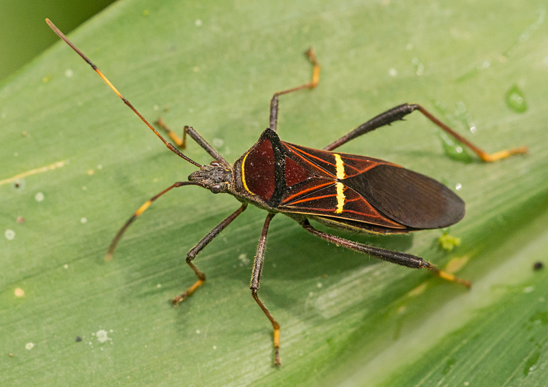 Phthia pulchella