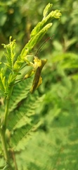 Mozena lutea