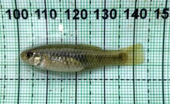 Lucania parva