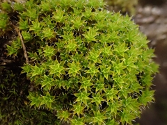Syntrichia calcicola