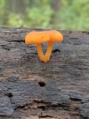 Fungi