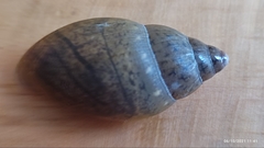 Euglandina ghiesbreghti