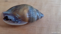 Euglandina ghiesbreghti