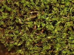 Amphidium lapponicum