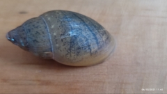 Euglandina ghiesbreghti