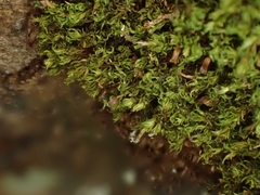 Amphidium lapponicum