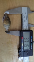 Euglandina ghiesbreghti