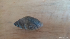 Euglandina ghiesbreghti